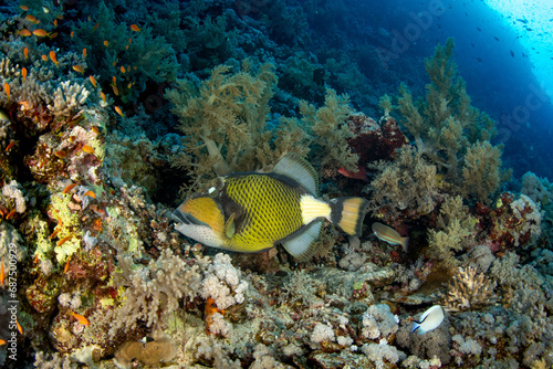 The titan triggerfish / giant triggerfish / moustache triggerfish (Balistoides viridescens) on the coral reef of St Johns, Red Sea, Egypt