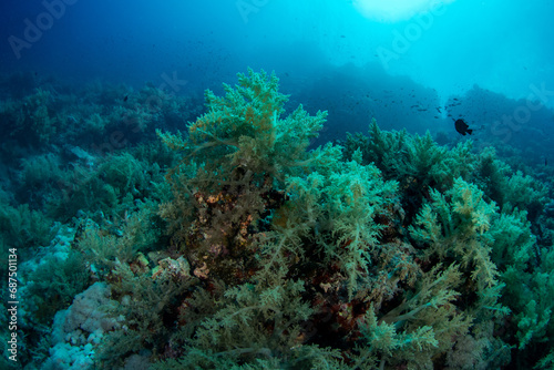 A big group of Soft Broccoli coral (Litophyton sp) on the reefs of MArsa Alam, Egypt © Krzysztof Bargiel