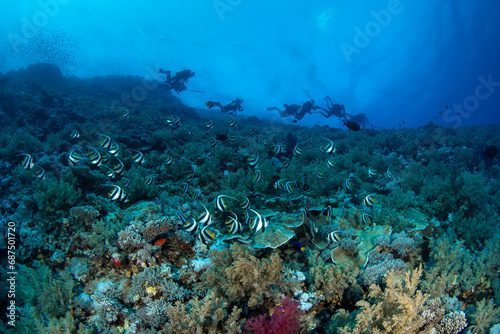 A group of divers and a shoal of reef bannerfish   pennant coralfish  Heniochus acuminatus  along the bottom of the coral reef  St Johns  Red Sea  Egypt