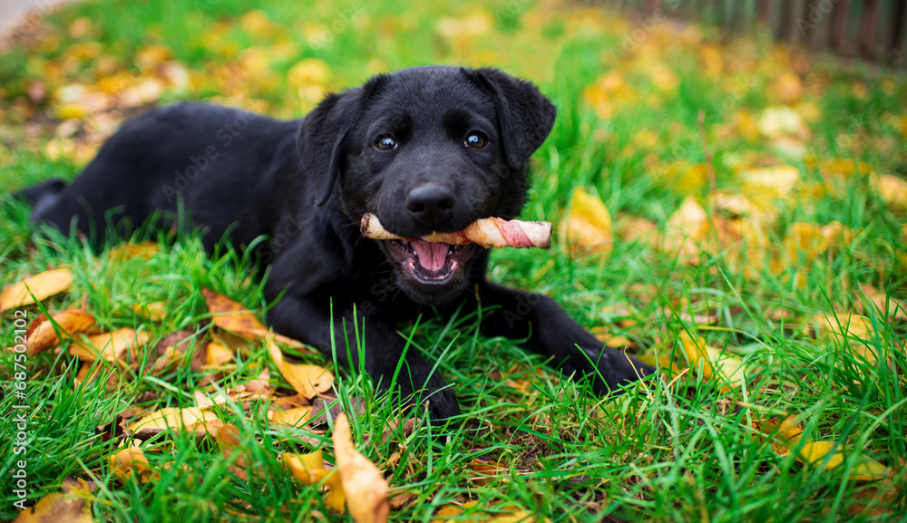 Labrador puppy lies in the green grass. A dog gnaws a bone. The puppy looks straight ahead with its mouth open. He is hungry. Paddock. The photo is blurred