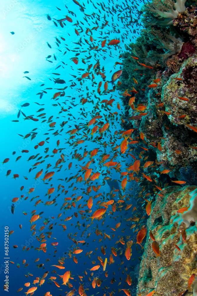 A shoal of the sea goldie /orange basslet / Scalefin Anthias (Pseudanthias squamipinnis) along the slope of the coral reef, St Johns, Red Sea, Egypt