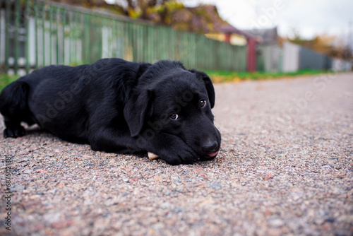 Labrador puppy lies on the road against the background of houses. The dog holds the bone with its paws and gnaws on it. A black dog is hungry. The puppy is four months old. The photo is blurred