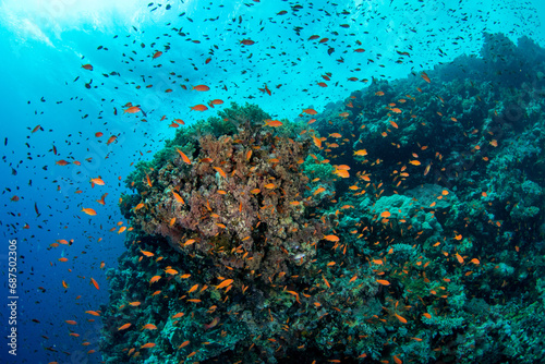 A shoal of the sea goldie /orange basslet / Scalefin Anthias (Pseudanthias squamipinnis) above the coral reef, St Johns, Red Sea, Egypt © Krzysztof Bargiel