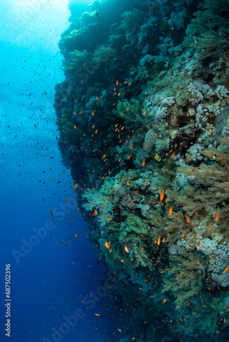 Fototapeta Naklejka Na Ścianę i Meble -  The edge of a coral reef with a variety of hard and soft corals, surrounded by hundreds of smaller reef fishes, Marsa Alam, Egypt