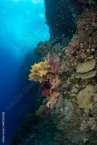 Fototapeta Naklejka Na Ścianę i Meble -  Colorful Carnation Tree corals (Dendronephthya sp) in darker blue water on st Johns Reef