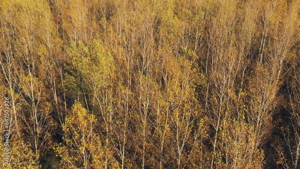 Autumn foliage in cottonwood forest, aerial shot from drone pov Autumn foliage in cottonwood forest, aerial shot from drone pov