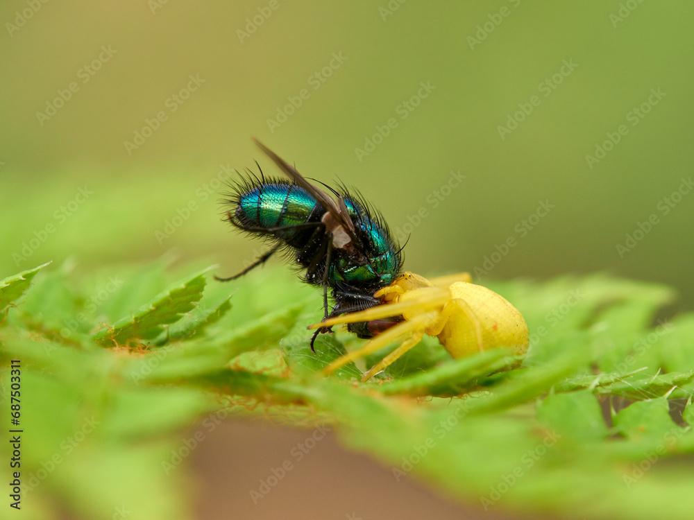 Crab spider hunting a spider in a fern. Misumena vatia