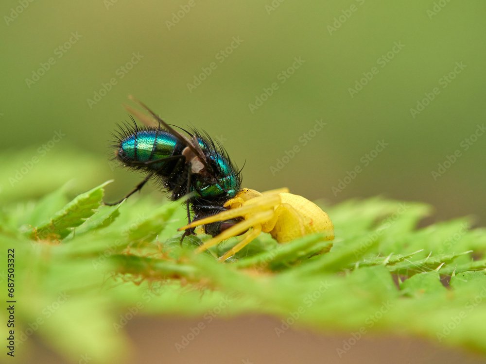 Fototapeta premium Crab spider hunting a spider in a fern. Misumena vatia