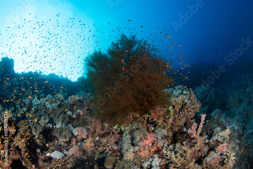 Fototapeta Naklejka Na Ścianę i Meble -  Bushy black coral (Antipathes sp.) on the coral reef in deep blue water surrounded by Sea Goldies (Pseudanthias squamipinnis) of St Johns, Red Sea, Egypt