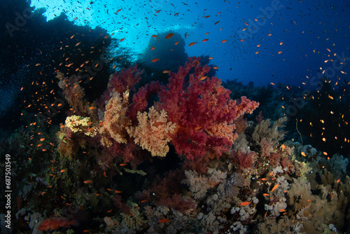 A group of colorful Carnation Tree corals (Dendronephthya sp) in a cloud of various small reef fishes, Marsa Alam, Egypt