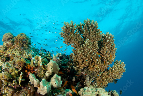 Fototapeta Naklejka Na Ścianę i Meble -  Beautiful shallow coral reef in Marsa Alam, Red Sea, Egypt