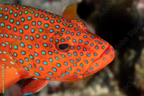 Fotografie Closeup of the face of the Coral grouper (Cephalopholis miniata) on the coral re