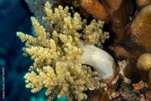 closeup of the Soft Broccoli coral (Litophyton sp) on the reefs of MArsa Alam, Egypt