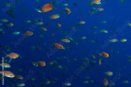 A shoal of the sea goldie /orange basslet / Scalefin Anthias (Pseudanthias squamipinnis), bright on the blue background, Marsa Alam, Egypt