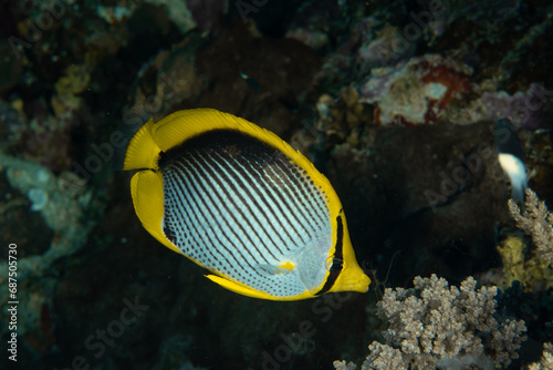 Closeup of the black-backed / blackback butterflyfish (Chaetodon melannotus) against a darker background, Marsa Alam, Egypt photo