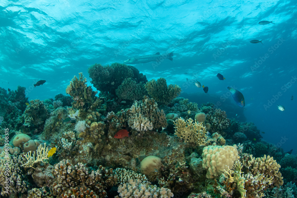 View over the coral reef, a variety of soft and hard coral and fish species in turguoise waters of Marsa Alam, Egypt