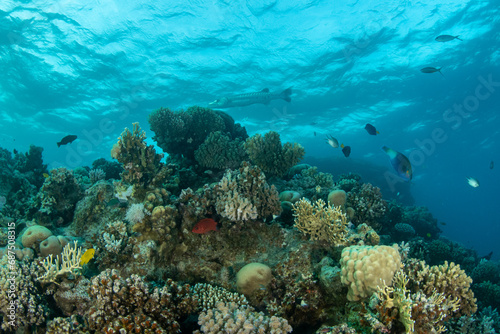 View over the coral reef, a variety of soft and hard coral and fish species in turguoise waters of Marsa Alam, Egypt