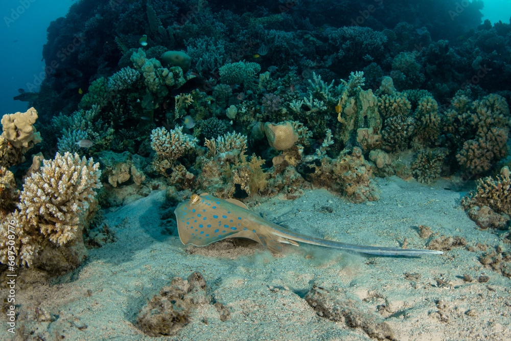 Obraz premium The Bluespotted Ribbontail Ray (Taeniura lymma) among various corals on a coral reef in Marsa Alam, Egypt