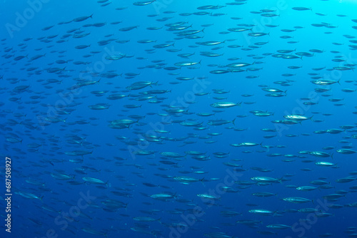 A school of smaller silver fishes above coral reef in clear blue waters of Marsa Alam, Egypt