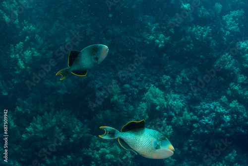 A couple of Yellowmargin triggerfish (Pseudobalistes flavimarginatus) on the coral reef in Marsa Alam, Egypt