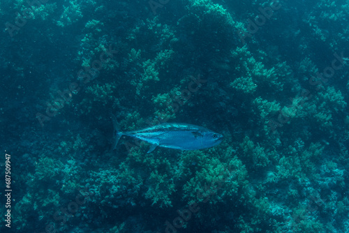 Dogtooth tuna (Gymnosarda unicolor) next to the coral reef in Marsa Alam, Egypt