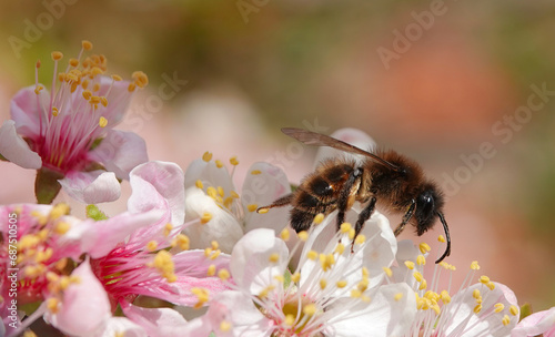 A closeup of a honey bee on cherry blossom in springtime. 