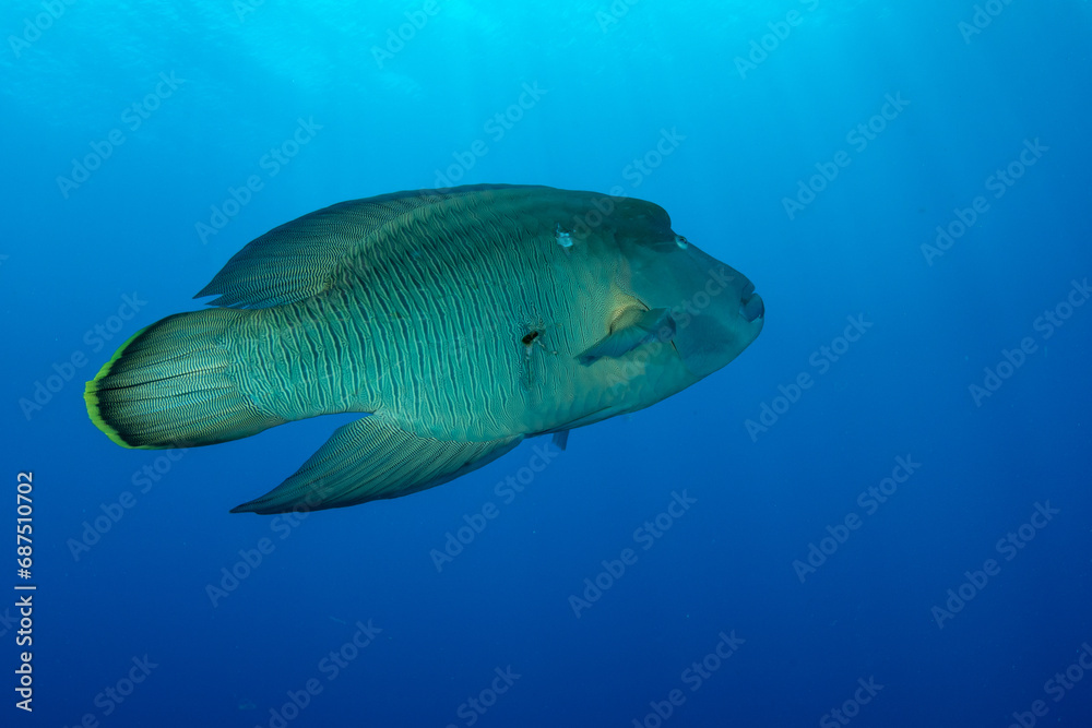 The Humphead Wrasse / Napoleon wrasse / Napoleonfish (Cheilinus undulatus) on the coral reef of St Johns Reef, Egypt The Humphead Wrasse / Napoleon wrasse / Napoleonfish (Cheilinus undulatus) on the coral reef of St Johns Reef, Egypt