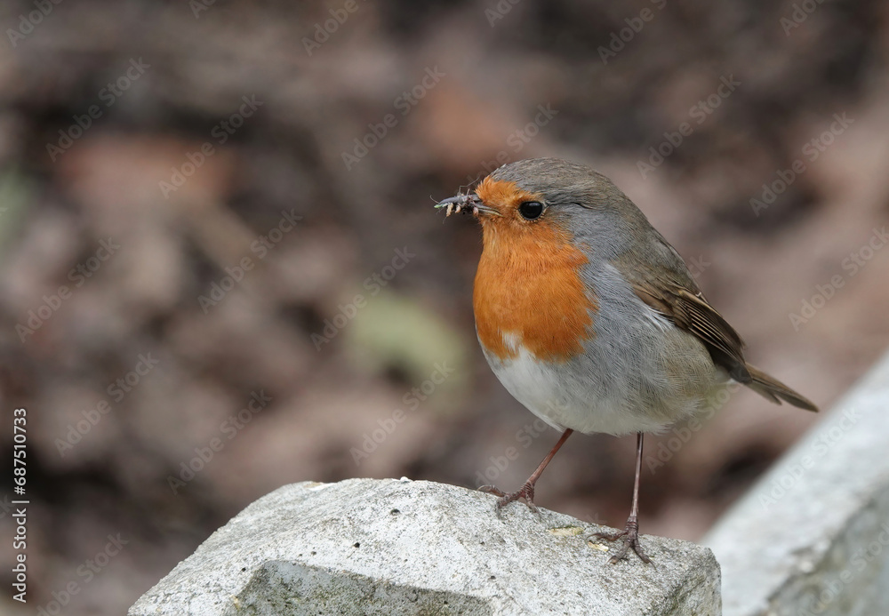 A closeup of a robin, erithacus rubecula, perching on a concrete fence post. A closeup of a robin, erithacus rubecula, perching on a concrete fence post.