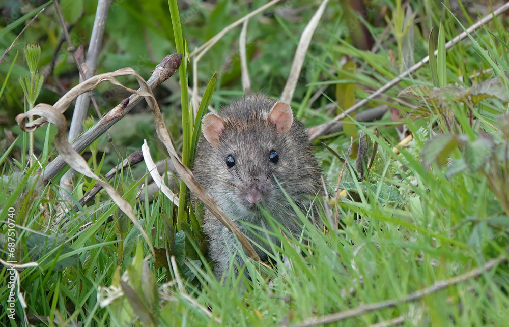 A brown rat, rattus norvegicus, emerging from the undergrowth in a park. A brown rat, rattus norvegicus, emerging from the undergrowth in a park.