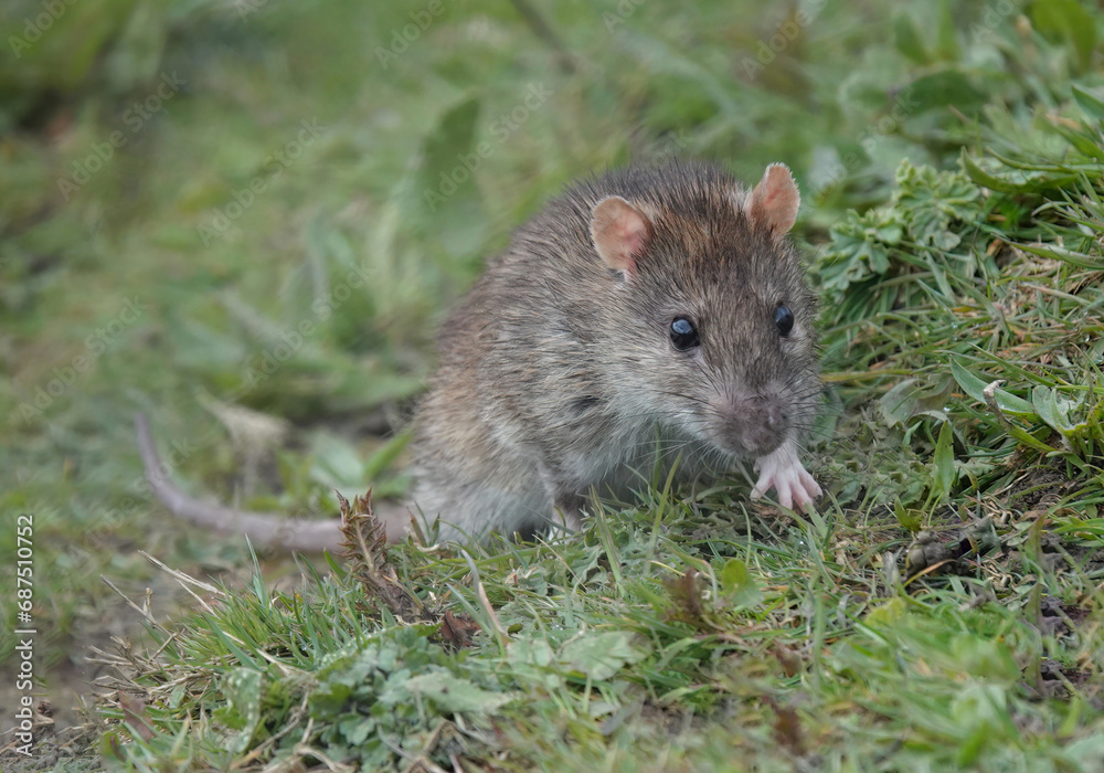 A brown rat, rattus norvegicus, climbing up a grass slope in a park. A brown rat, rattus norvegicus, climbing up a grass slope in a park.