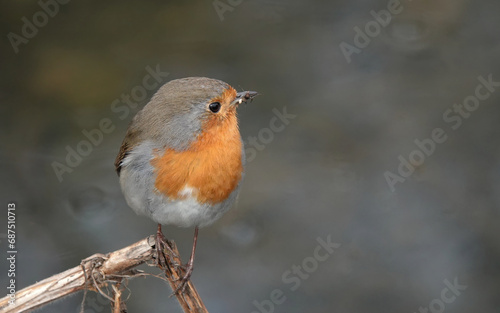 Closeup of a robin perching on a twig against a blurred background.  © Nigel