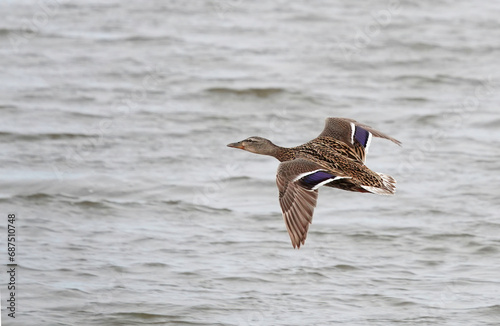 A female mallard flying across a lake.  © Nigel
