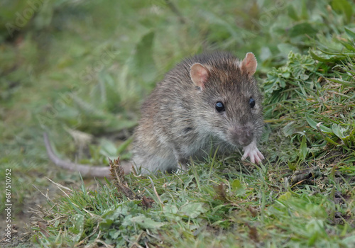 A brown rat, rattus norvegicus, climbing up a grass slope in a park. 