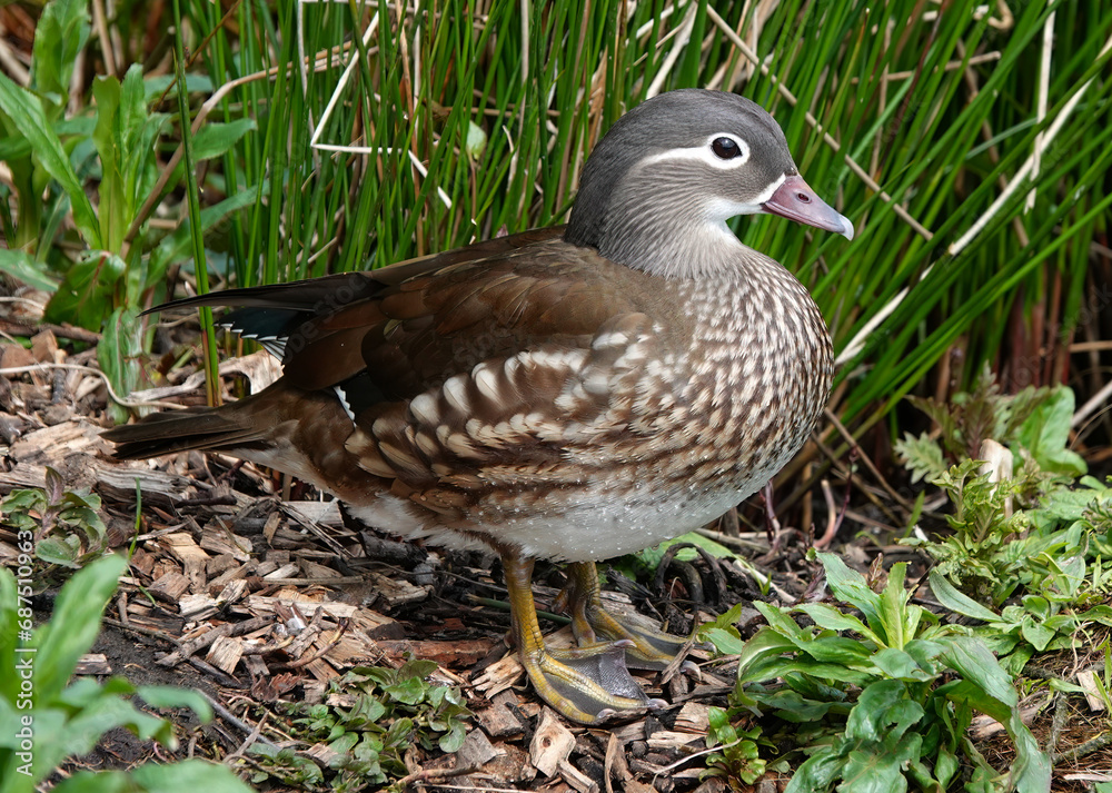 A female mandarin duck standing on the ground. A female mandarin duck standing on the ground.