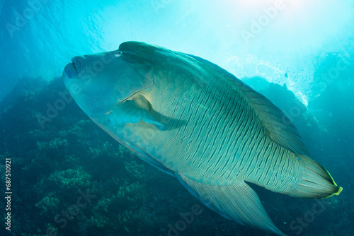 The Humphead Wrasse / Napoleon wrasse / Napoleonfish (Cheilinus undulatus) on the coral reef of St Johns Reef, Egypt