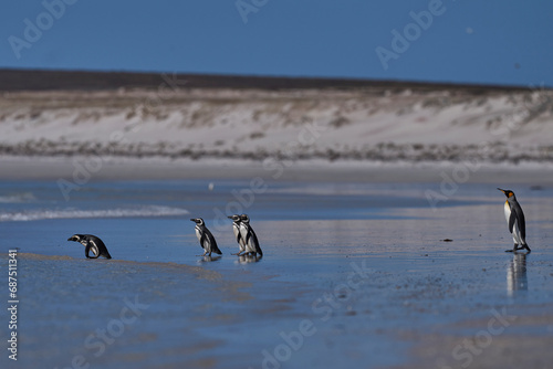 Group of Magellanic Penguins (Spheniscus magellanicus) going to sea at Volunteer Point in the Falkland Islands.
