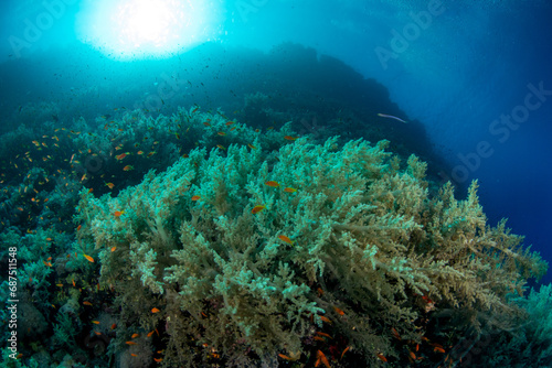 Yellow Soft Broccoli Coral (probably Litophyton arboreum) against the sun in coral reefs of Marsa Alam, Egypt