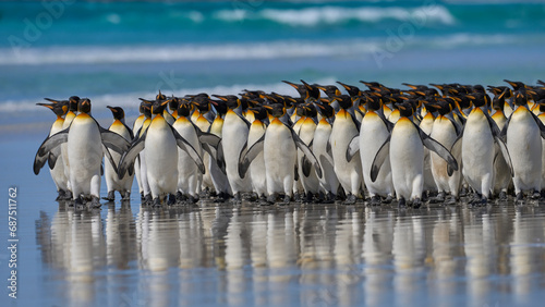 Large group of King Penguins (Aptenodytes patagonicus) walking along a sandy beach at Volunteer Point in the Falkland Islands.