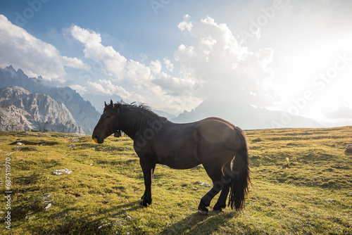 Beautiful horses in mountain landscape in the foreground, Dolomites, Italy. Sunny day. Travel concept.Tre Cime di Lavaredo with beautiful blue sky, Dolomiti di Sesto. Travel concept © petrsvoboda91