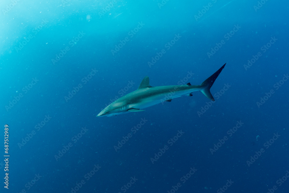 The silky shark / blackspot shark / gray whaler shark / olive shark (Carcharhinus falciformis) near the coral reef in Marsa Alam, Egypt