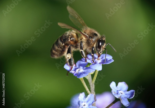 A closeup of a honey bee, apis mellifera, on a blue forget-me-not flower against a defocused green background.  © Nigel
