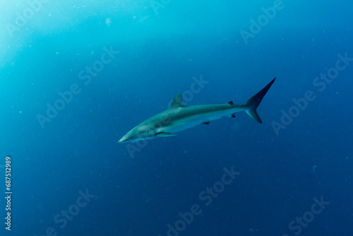 The silky shark / blackspot shark / gray whaler shark / olive shark (Carcharhinus falciformis) near the coral reef in Marsa Alam, Egypt © Krzysztof Bargiel