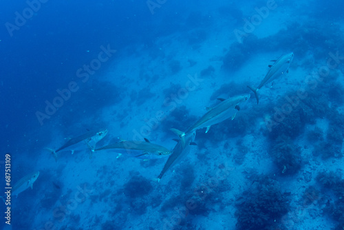 A group of the Dogtooth tuna (Gymnosarda unicolor) above the coral reef in Marsa Alam, Egypt