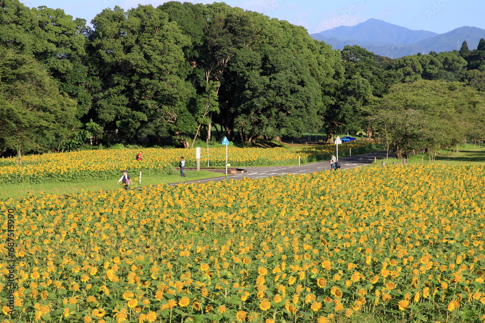 Obraz premium 道沿いのひまわり畑