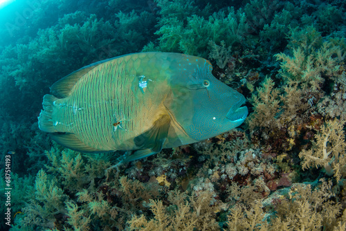Closeup of the Humphead Wrasse   Napoleon wrasse   Napoleonfish  Cheilinus undulatus  on the coral reef of St Johns Reef  Egypt