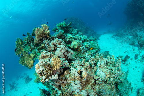 View over a beautiful coral reef covered woth a cariety of soft and hard corals, Marsa Alam, Red Sea, Egypt
