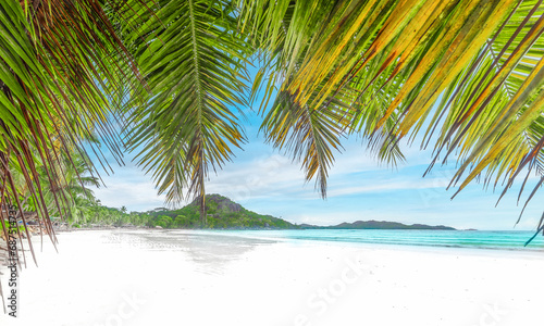 Palms and white sand in a tropical island