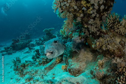 The stellate pufferfish / starry puffer / starry toadfish (Arothron stellatus) on the coral reef in St Johns Reef, Egypt photo
