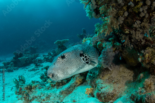 The stellate pufferfish   starry puffer   starry toadfish  Arothron stellatus  on the coral reef in St Johns Reef  Egypt