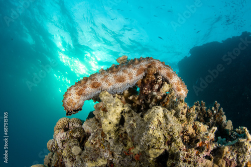 The Graeffe's sea cucumber (Pearsonothuria graeffei)  in turquoise water on the coral reef in Marsa Alam, Egypt